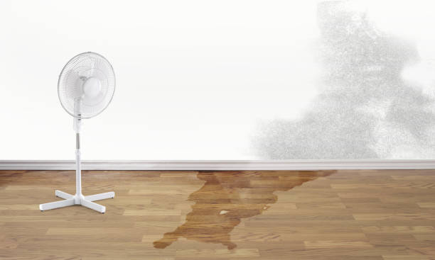 Best Professional water damage repair  in Summit Park, UT